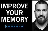 Understand-Improve-Memory-Using-Science-Based-Tools-Huberman-Lab-Podcast-72